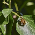 A hornet mimic hoverfly Volucella zonaria on ivy blossoms Royalty Free Stock Photo