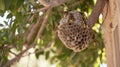 Close-up of Hornets Nest Hanging from Tree in Nature Royalty Free Stock Photo