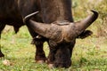 Close up of the horns of a African Buffalo Royalty Free Stock Photo