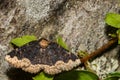 Horrid Zale Moth - Zale horrida Royalty Free Stock Photo