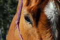 Close up of a horse