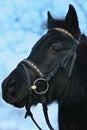 Close-up of a horse