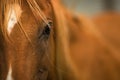 Close up of a horse