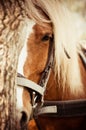 Close up of a horse Royalty Free Stock Photo