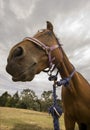 Close up of horse Royalty Free Stock Photo