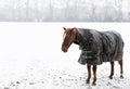 Close-up of a horse with a horse blanket in the falling snow in winter Royalty Free Stock Photo