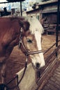 Close Up Horse brown and white Face, Side view Royalty Free Stock Photo