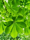 Close-up of horse chestnut leaves scientific name Aesculus. Spring background, green chestnut leaves on blurred background.