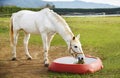 Close up horse drinking water. Royalty Free Stock Photo