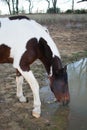 Horse Drinking Water Close Up Royalty Free Stock Photo