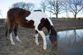 Close up of a horse drinking water Royalty Free Stock Photo