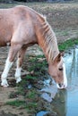 Horse Drinking Water Close Up Royalty Free Stock Photo