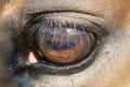 Close up of a horse eye Royalty Free Stock Photo