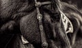 Close Up of a horse eye. On black background. Black and white color. Royalty Free Stock Photo