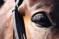 Close up of horse eye with bridle Royalty Free Stock Photo