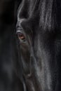 Close up horse eye Royalty Free Stock Photo