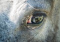 Close-Up - Horse Eye - Grey Mare Royalty Free Stock Photo