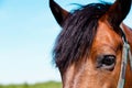 Close up of a horse eye and head. Brown horse eye close-up Royalty Free Stock Photo