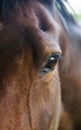 Close up of a horse eye and head Royalty Free Stock Photo
