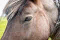 Close up horse eye head manes Royalty Free Stock Photo