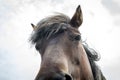 Close up horse eye head manes Royalty Free Stock Photo