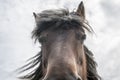 Close up horse eye head manes Royalty Free Stock Photo