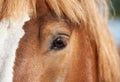 Close-up of horse eye, red horse with white blaze Royalty Free Stock Photo