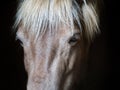 Horse closeup eyes portrait animal