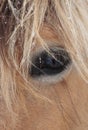 Close-up of horse face