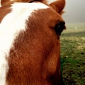 Close Up of a Horse Face and Eye Royalty Free Stock Photo