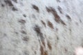 Close up of a horse fur coat texture, appaloosa spotted Royalty Free Stock Photo