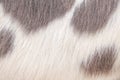 Horse fur texture or animal hair white light brown background Royalty Free Stock Photo