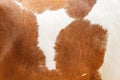 Horse fur texture white and brown patterns , nature animal skin background