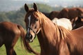 close up of a horse with a golden mane close up of a horse stallion with a light mane in the field at sunrise