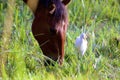 Horse with Cattle Egret    843170 Royalty Free Stock Photo