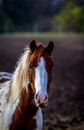 Close up of horse head, beautiful painted white and red horse portrait in the field Royalty Free Stock Photo