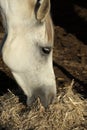 Close-up of a horse head. Carmona. Seville