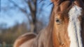 Close up of horse head