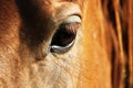 Close up of a horse head with detail on the eye Royalty Free Stock Photo