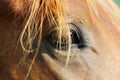 Close up of a horse head with detail on the eye Royalty Free Stock Photo
