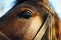 Close-up of a horse head -its eye and lashes. Royalty Free Stock Photo