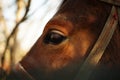 Close-up of a horse head -its eye and lashes. Royalty Free Stock Photo