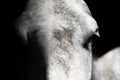 Close up of horse head, white on black background Royalty Free Stock Photo