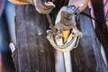 Horse farrier at work - trims and shapes a horse`s hooves using farriers pincers, rasper and knife. The close-up of horse hoof