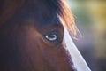 Close Up of Horse; Horse`s Face, Beautiful Horse Royalty Free Stock Photo