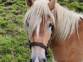 Close up of a horse, Koksijde, Belgium