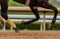 Close Up of Horse Legs All Off The Ground