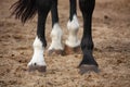 Close up of horse legs