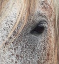 Close-up of Horse, Limpopo, South Africa Royalty Free Stock Photo