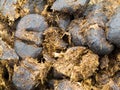 Close-up horse manure background texture pattern